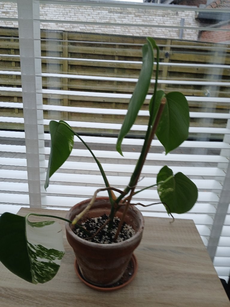 Monstera variegata, Enlèvement