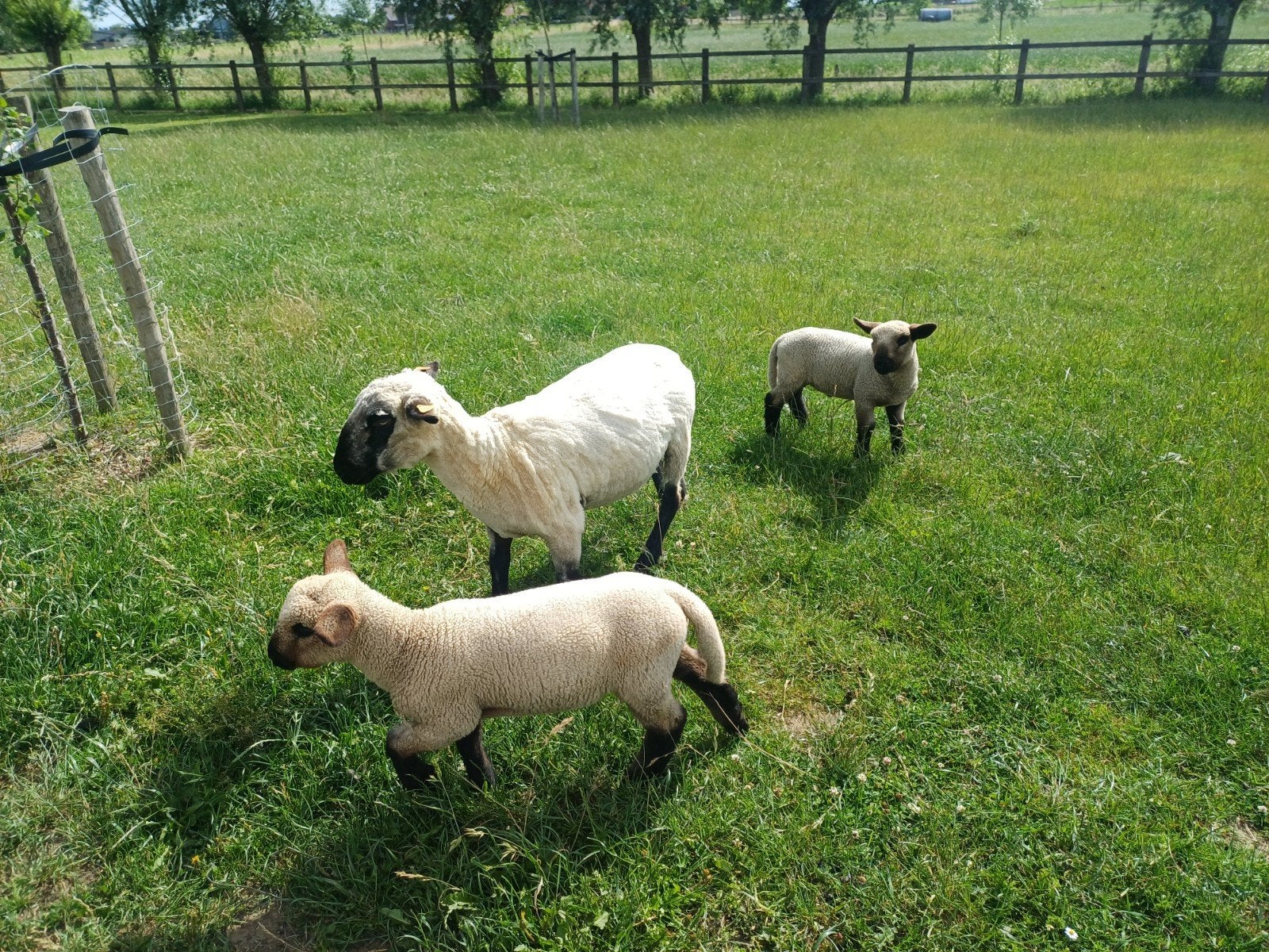 Hampsire down ram lammeren
