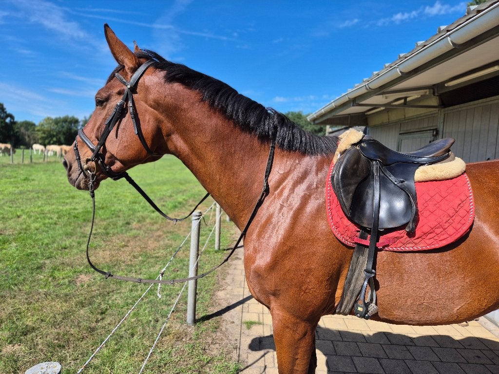7-jarige BWP-springmerrie met topafstamming (1,75m), Merrie, Springpaard, Met stamboom, 170 tot 175 cm