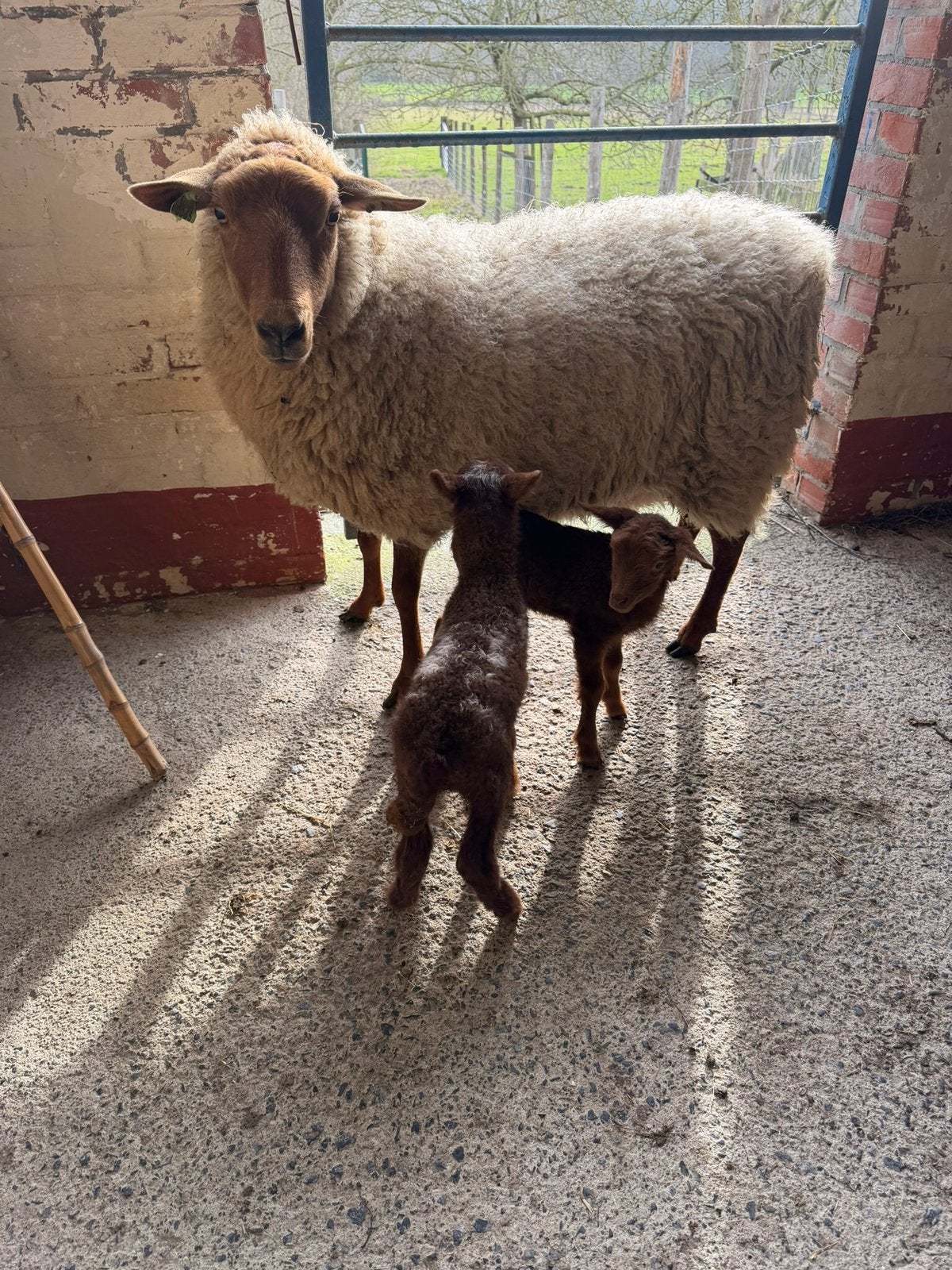 Lammeren schapen, Dieren en Toebehoren, Schapen, Geiten en Varkens