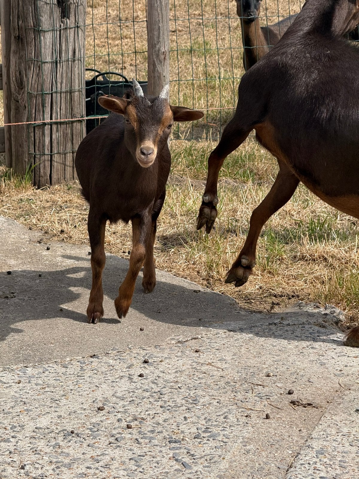 Chocotan dwerggeitje, Femelle, Chèvre, 0 à 2 ans