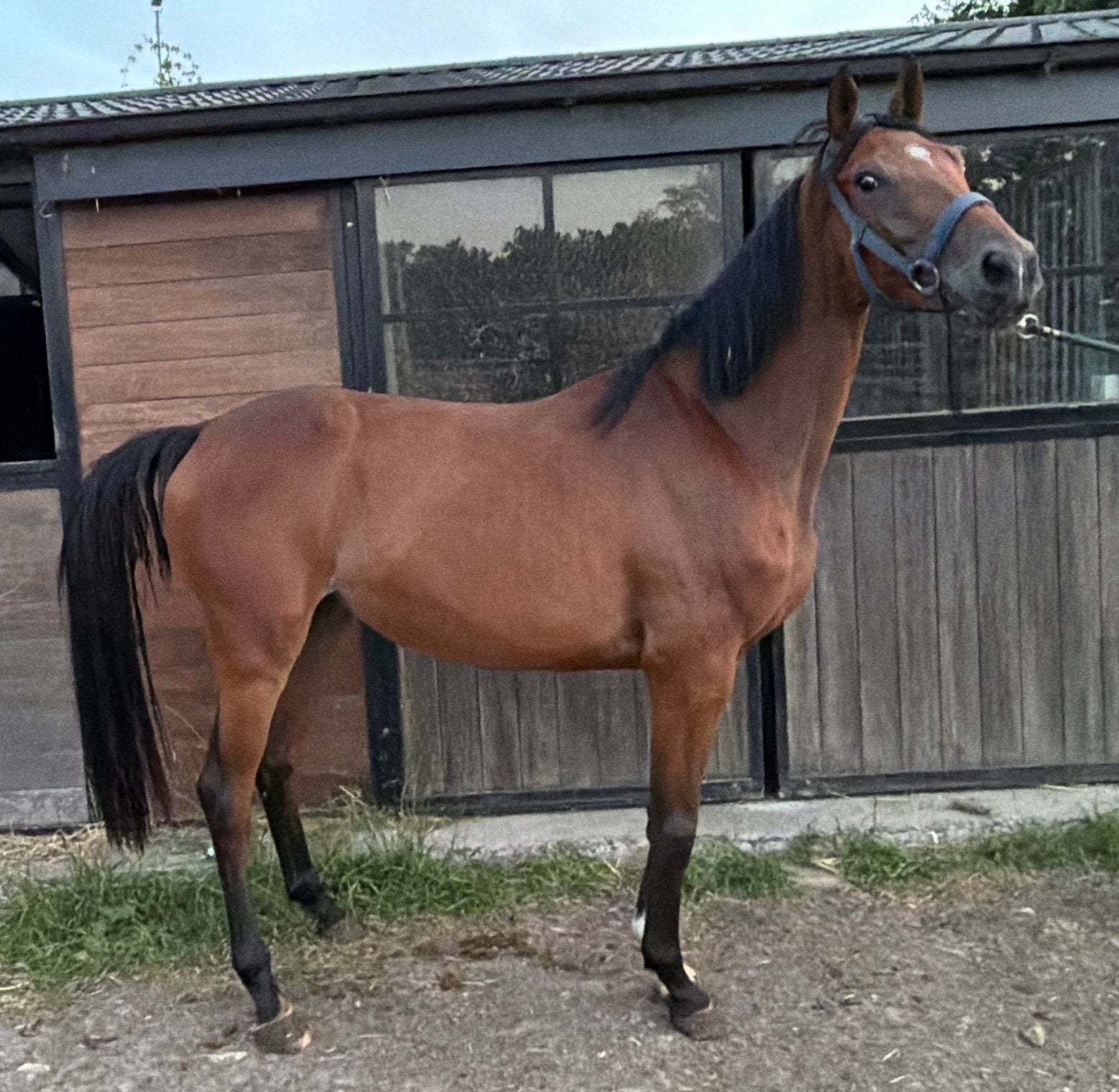 3 jarige merrie springpaard, Merrie, Springpaard, Met stamboom, 3 tot 6 jaar