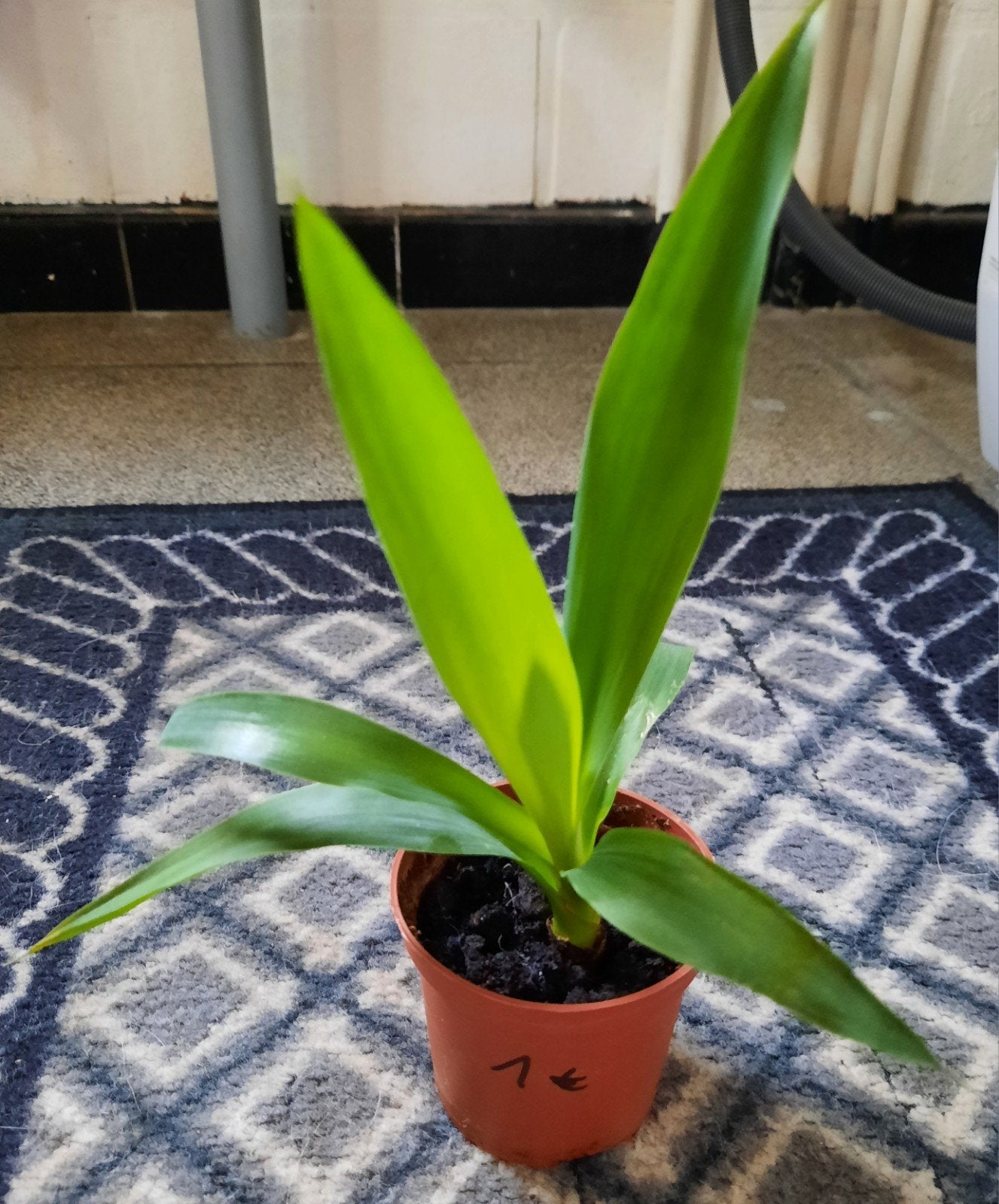 Yucca stekje, Maison & Meubles, Plantes d'intérieur, En pot, Moins de 100 cm, Enlèvement, Yucca