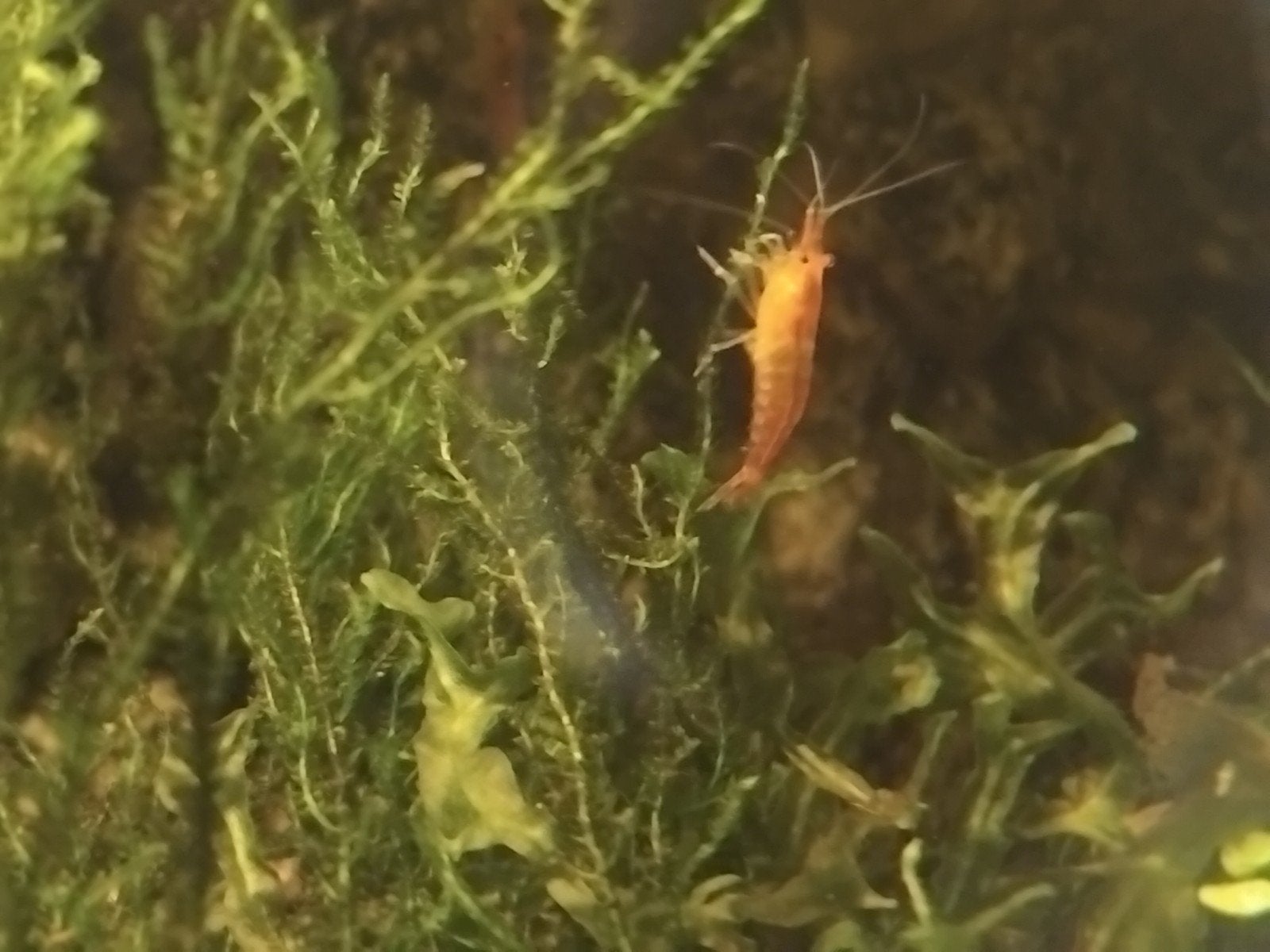Cherry shrimp