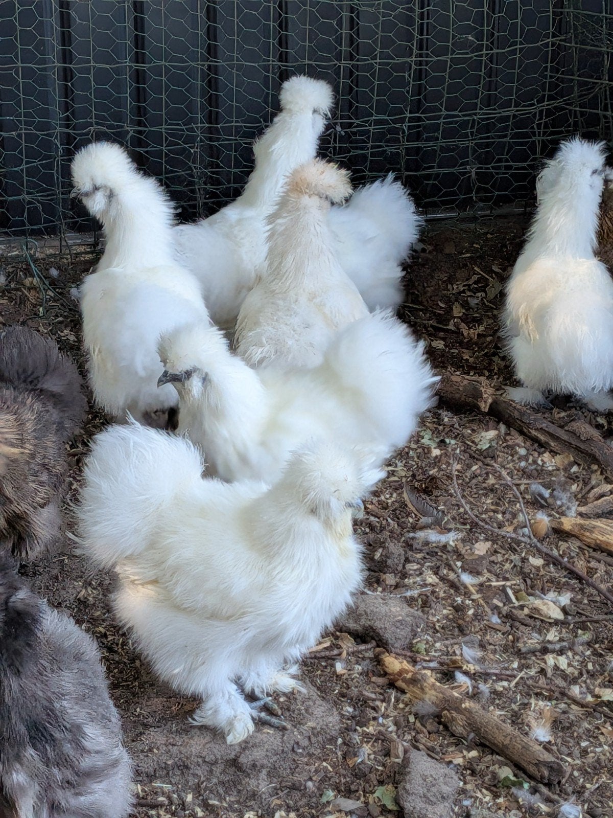 witte zijdehoen, Dieren en Toebehoren, Pluimvee