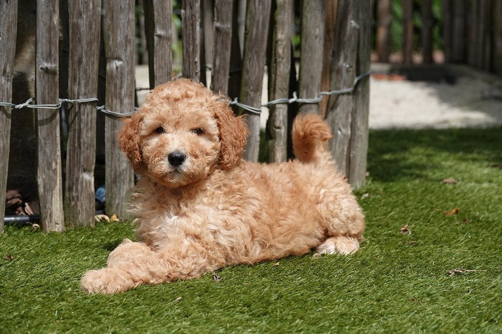 Prachtige abrikooskleurige Goldendoodle pups (medium), België, Overige rassen, 8 tot 15 weken, CDV (hondenziekte)