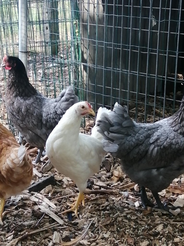 witte leghorn