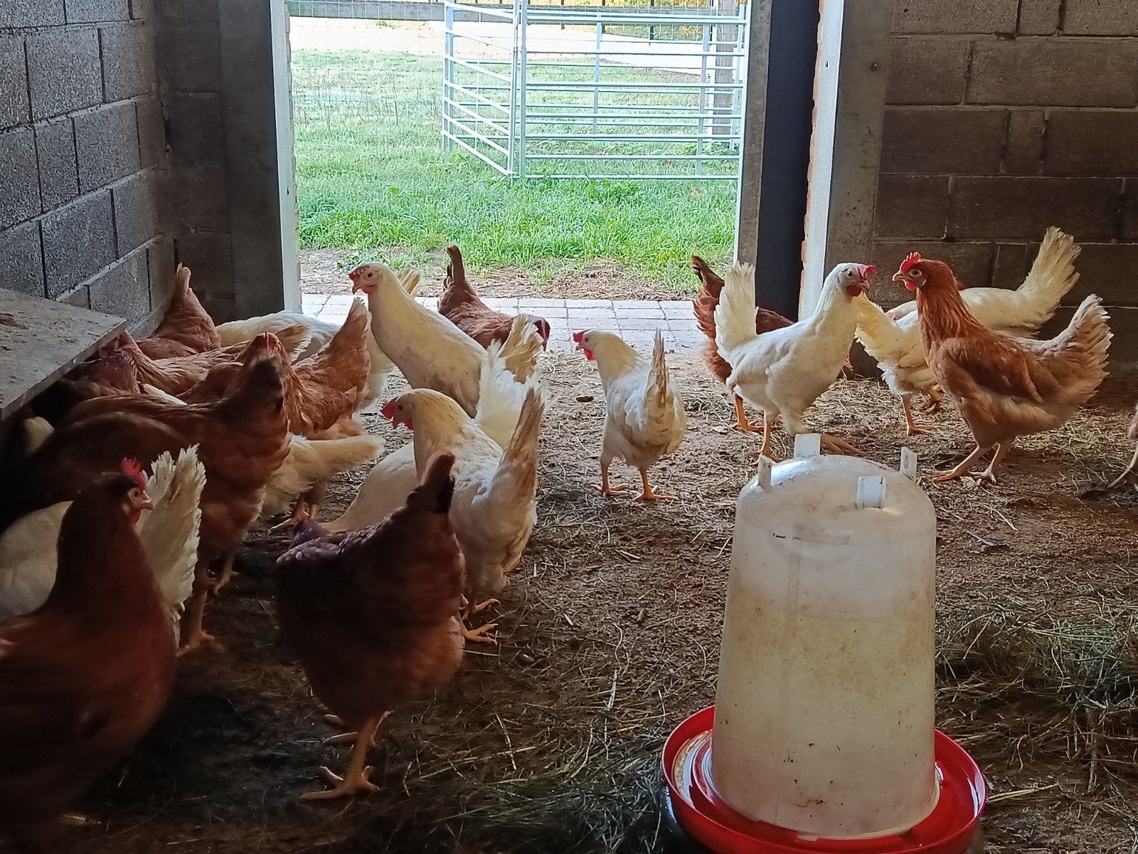 witte en bruine toplegkippen, laatste stuks !, Dieren en Toebehoren, Kip