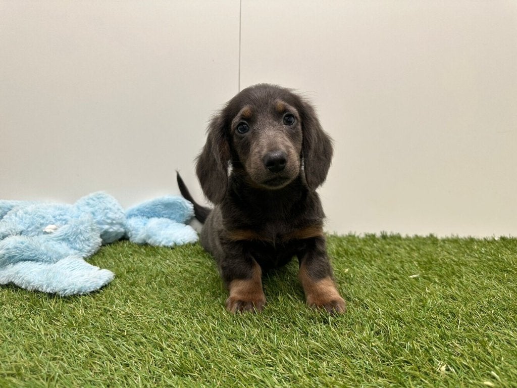 Standaard Teckel pups - Langharig