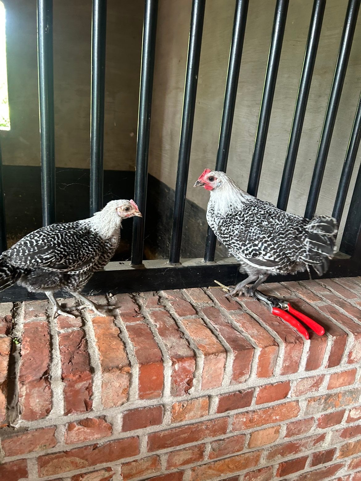 Zilvervrakel hanen, Dieren en Toebehoren, Pluimvee, Mannelijk, Kip