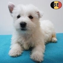 West Highland White Terrier, chiots à vendre (Belge), Commerçant, Chien (mâle), Maladie de Carré (chiens), Autres races