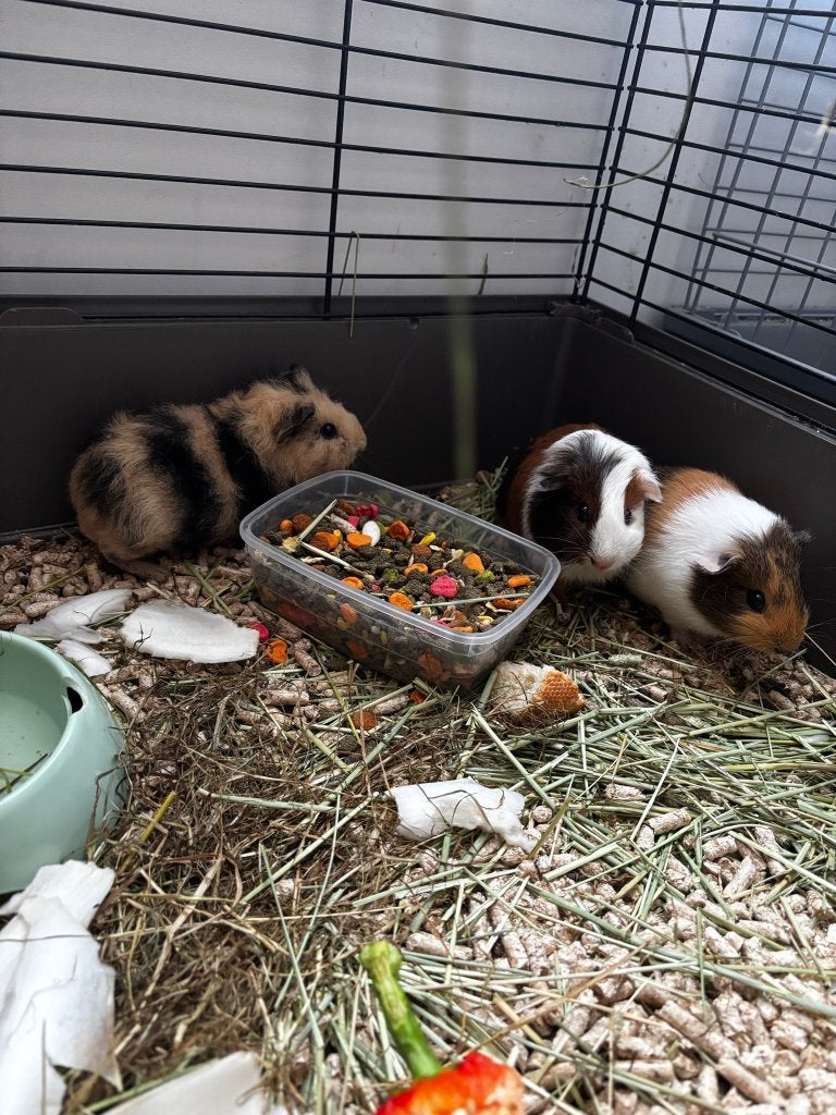 Jonge cavia's (beertjes), Dieren en Toebehoren, Knaagdieren, Cavia, Juni, Mannelijk, Tam