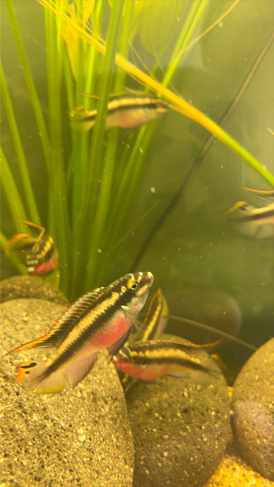 TE RUIL Kersenbuik cichliden, Dieren en Toebehoren, Vis, Zoetwatervis