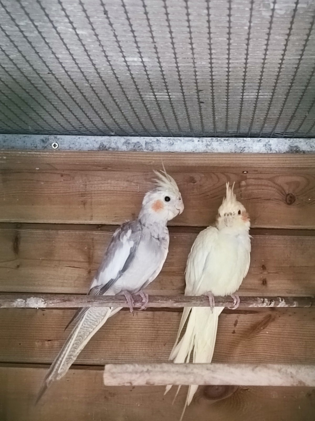 valkparkiet jongen., Dieren en Toebehoren