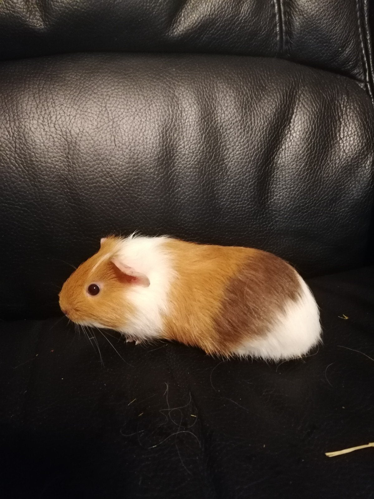 Cavia beertje, Animaux & Accessoires, Rongeurs, Juin, Mâle, Cobaye