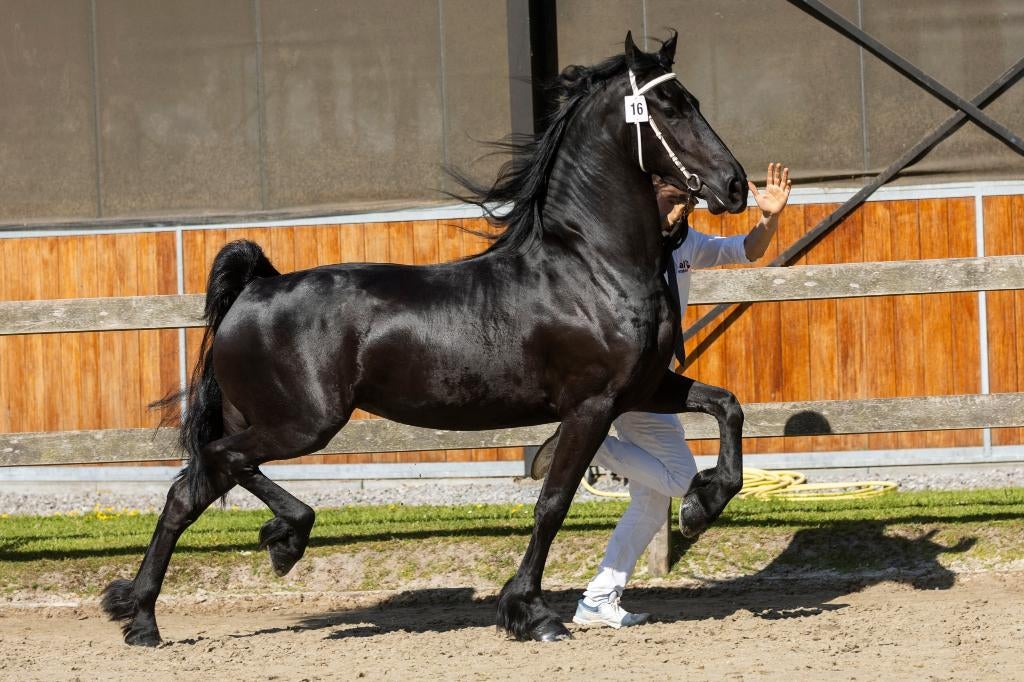 4 jarige friese Ster merrie met merrieveulen, Dieren en Toebehoren, Paarden, Merrie, Met stamboom, Zadelmak, 3 tot 6 jaar