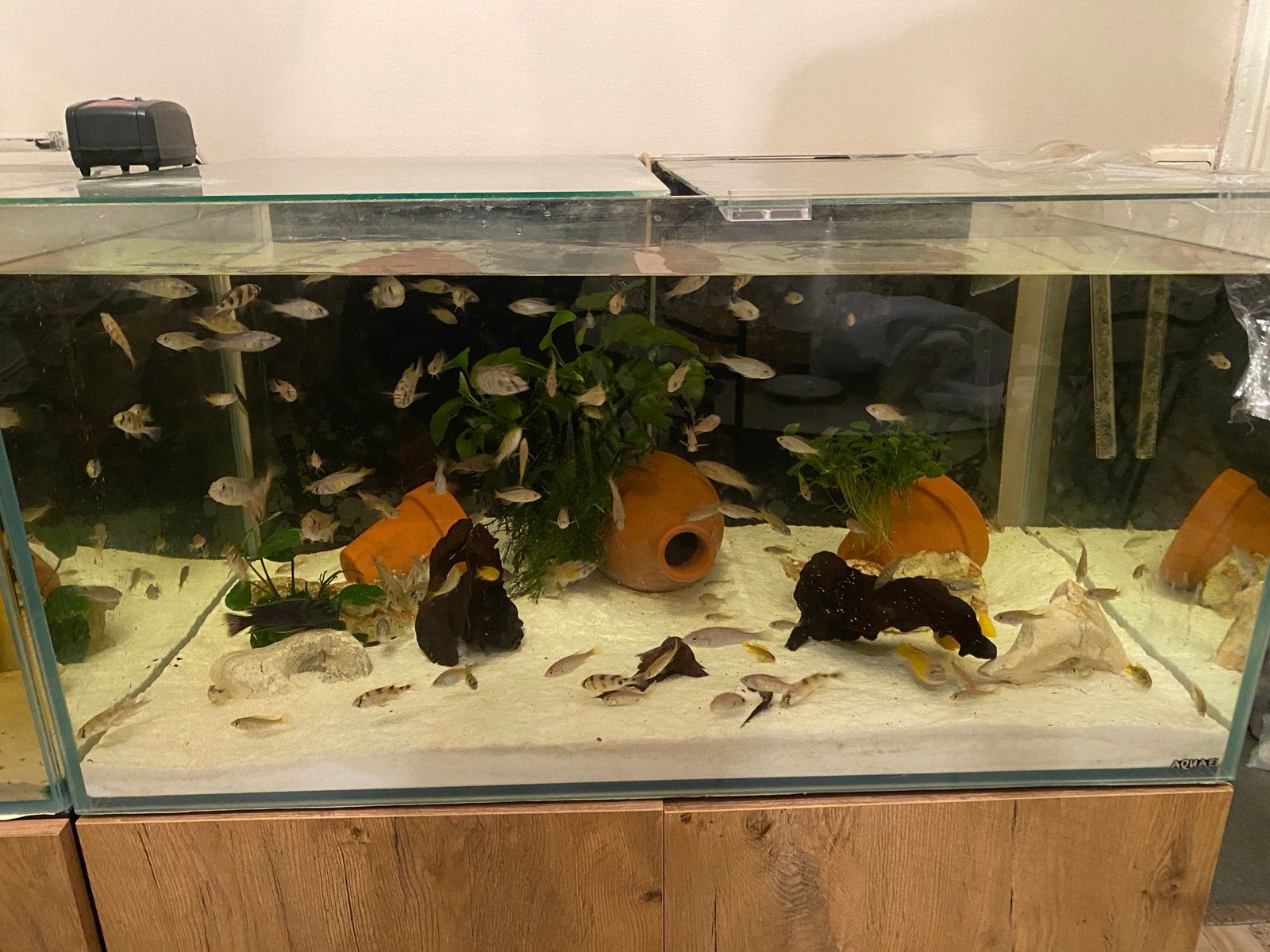 Cichliden naar keuze 1€/cm, Vis, Zoetwatervis