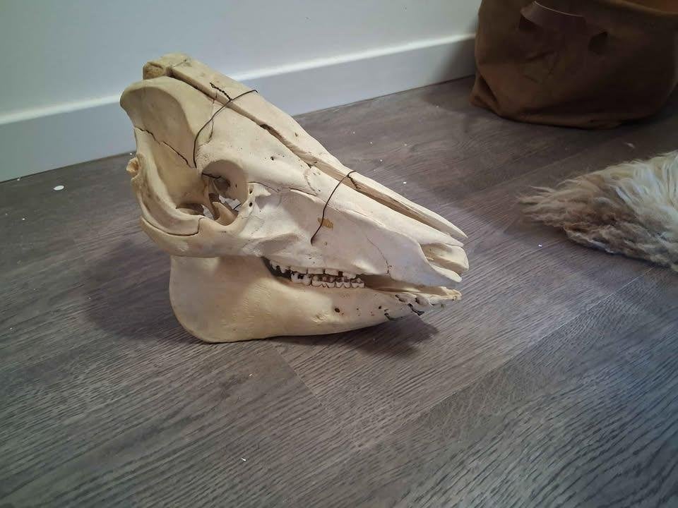 varkens schedel, Ophalen