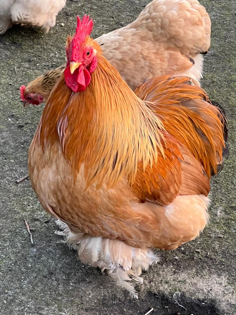 Broedeieren van Cochin kriel, Dieren en Toebehoren, Pluimvee