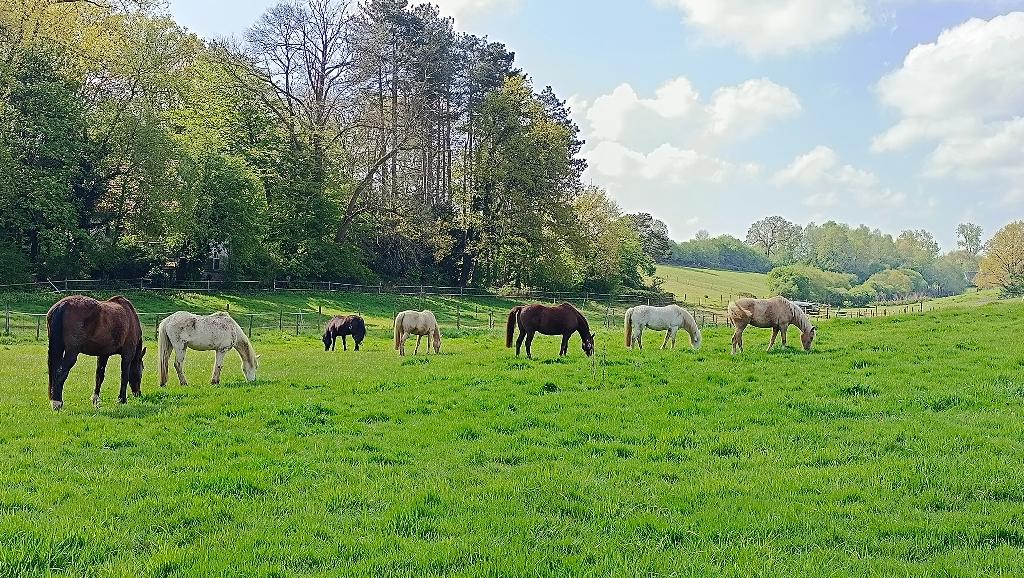Allée de 5 boxes avec paddocks individuels à louer, Pâturage, 4 chevaux ou poneys ou plus