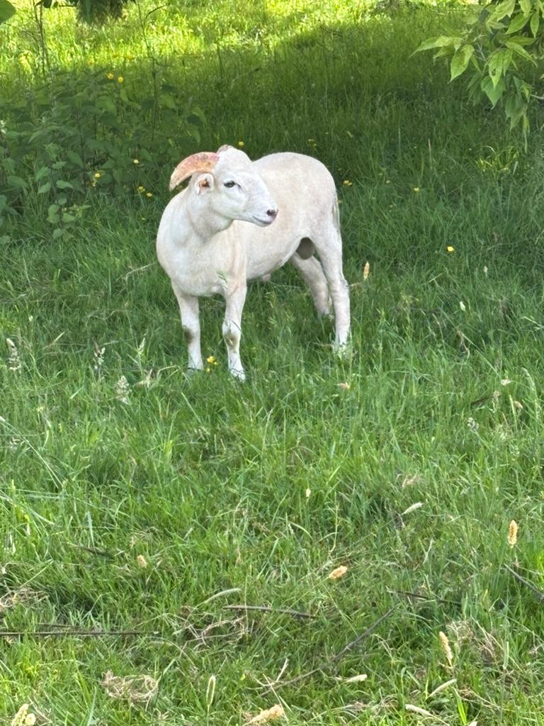 Te koop: 2 mooie Wiltshire Horn ramlammen met stamboek., Dieren en Toebehoren, Schapen, Geiten en Varkens, Mannelijk, Schaap, 0 tot 2 jaar