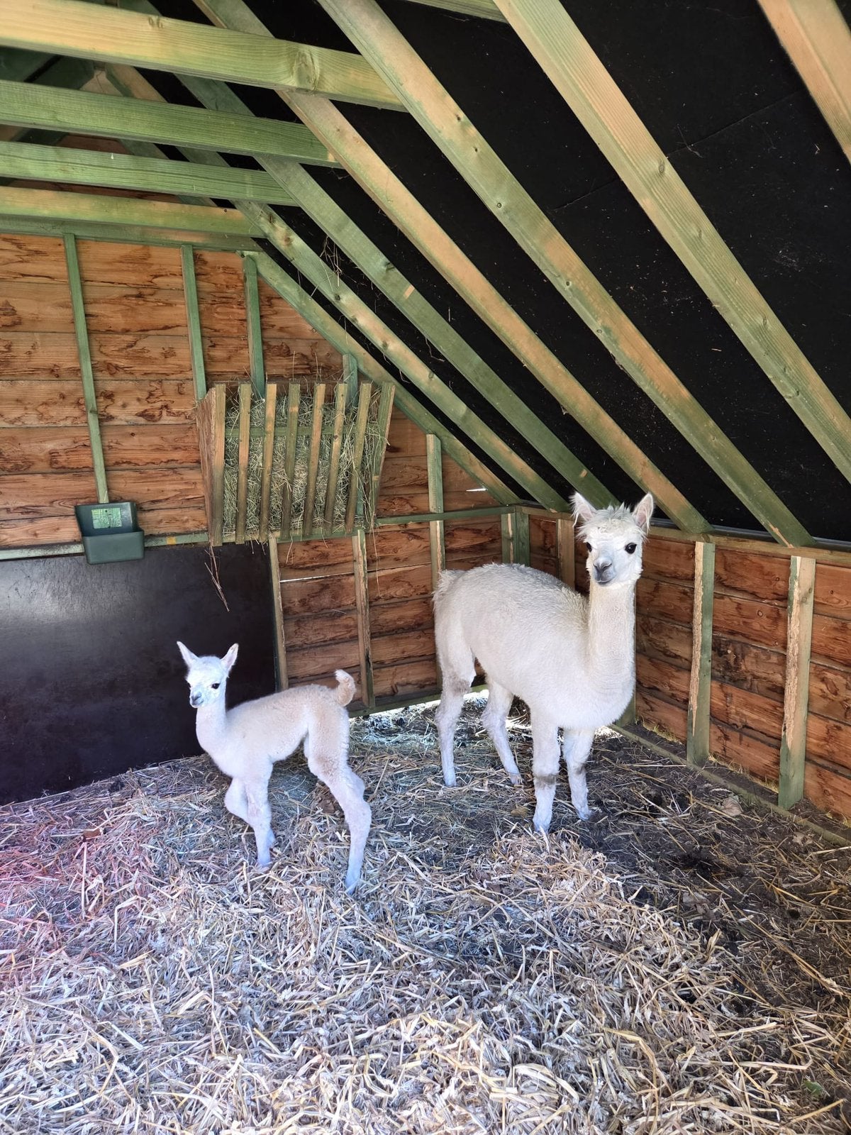 Te koop, Dieren en Toebehoren, April, Vrouwelijk