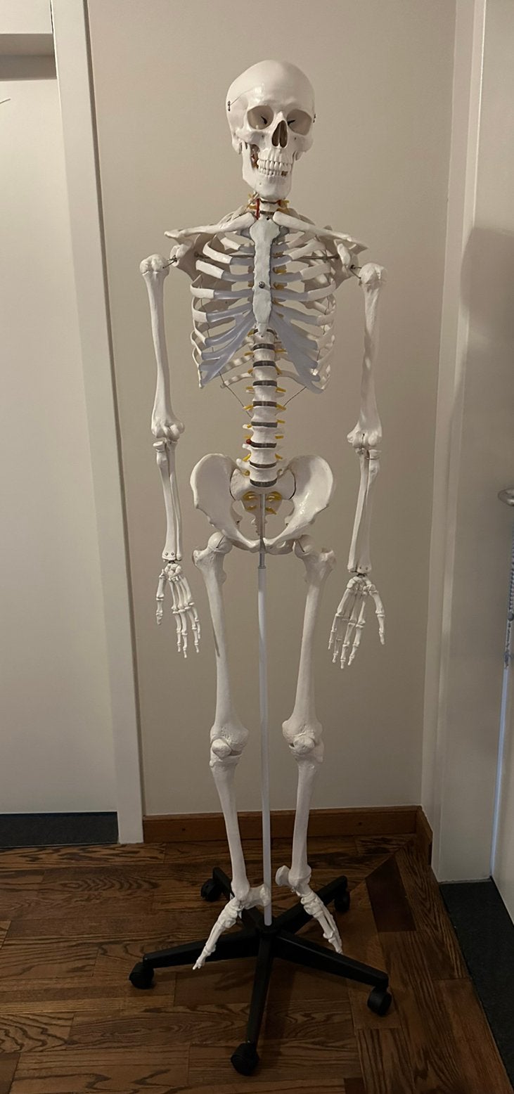 Anatomie skelet -181cm, Ophalen, Nieuw