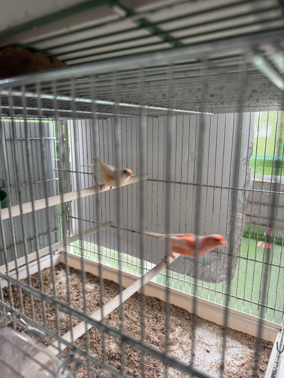 Canaris, Animaux & Accessoires, Femelle, Canari de couleur