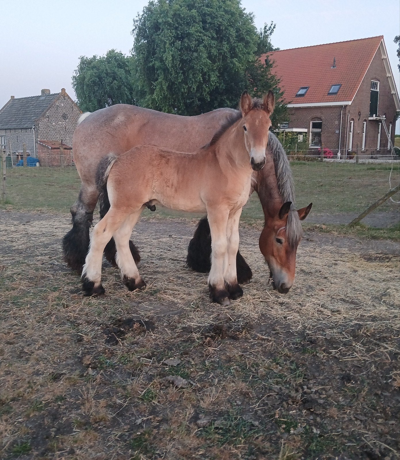 trekpaard hengstveulen, Gechipt