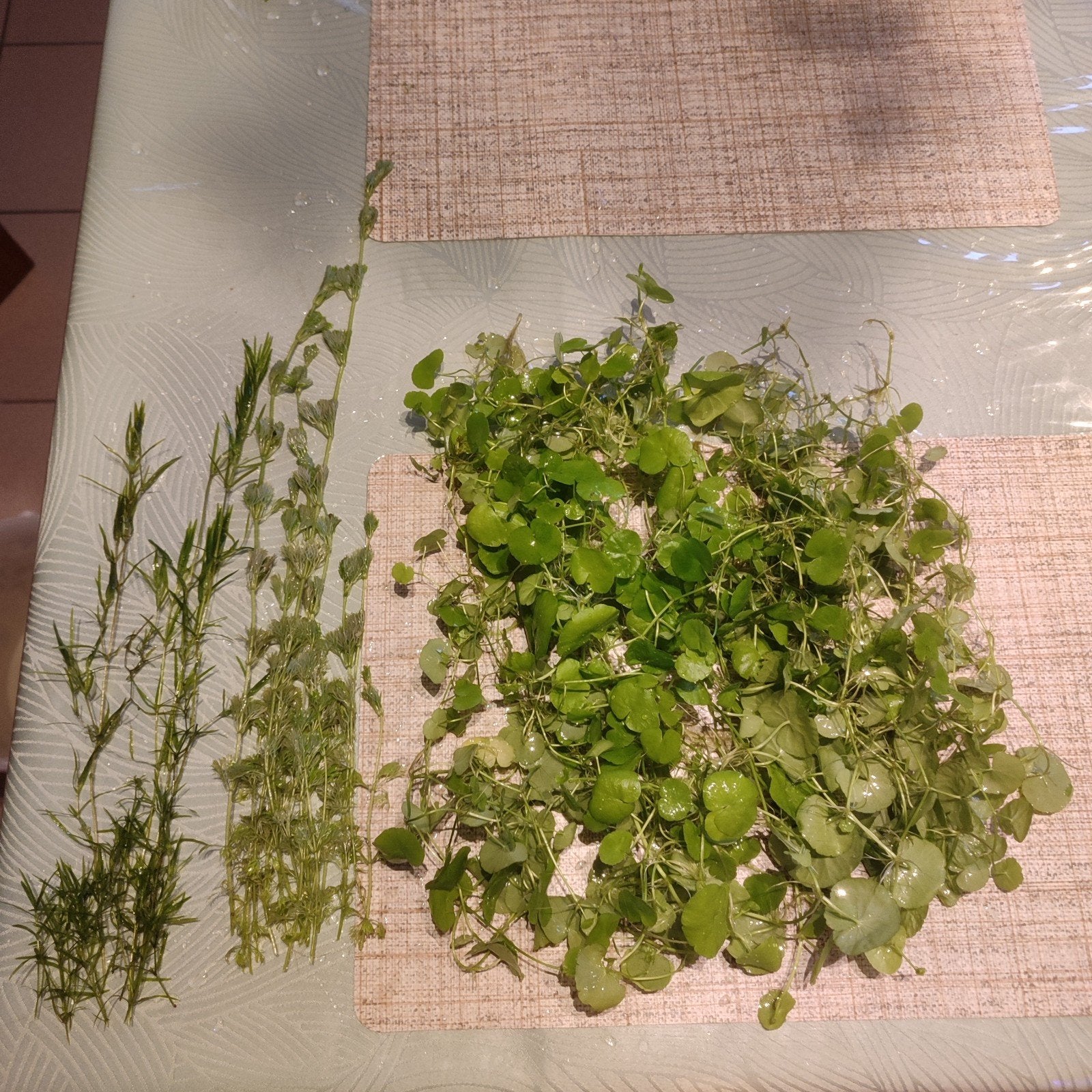 Plantes pour aquarium, Enlèvement