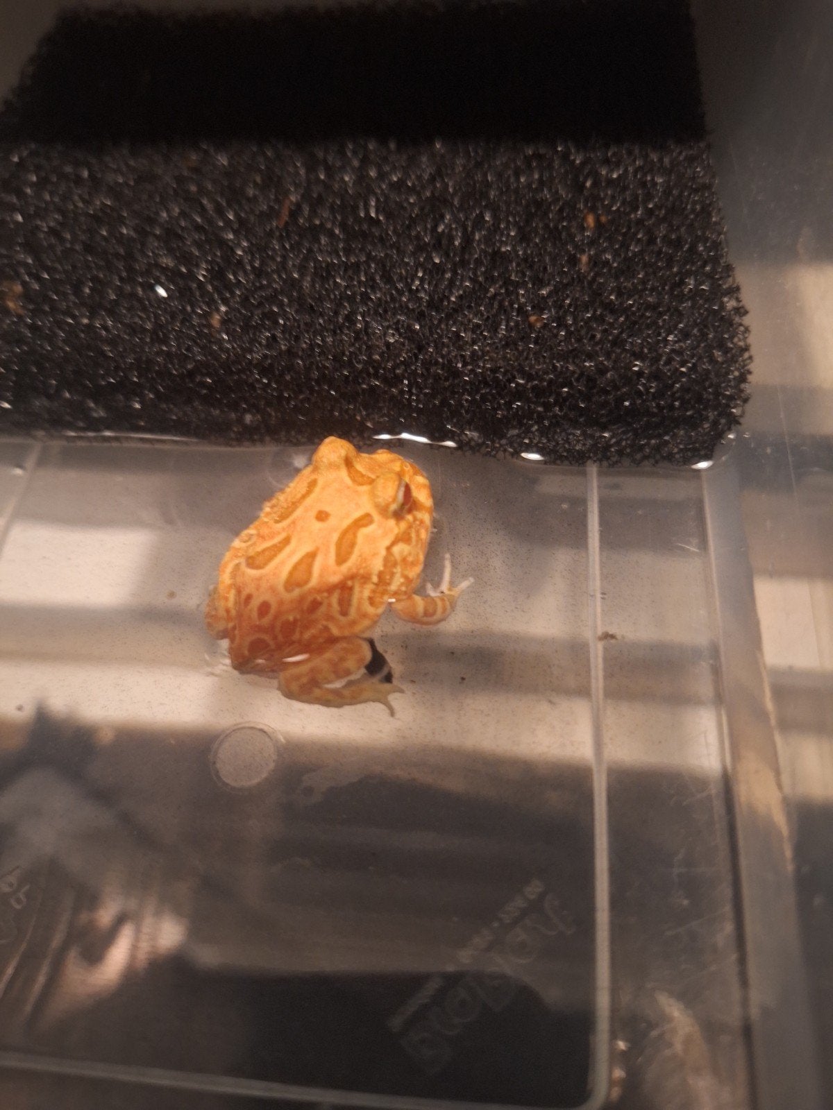 Jonge pacman kikkertjes, Dieren en Toebehoren