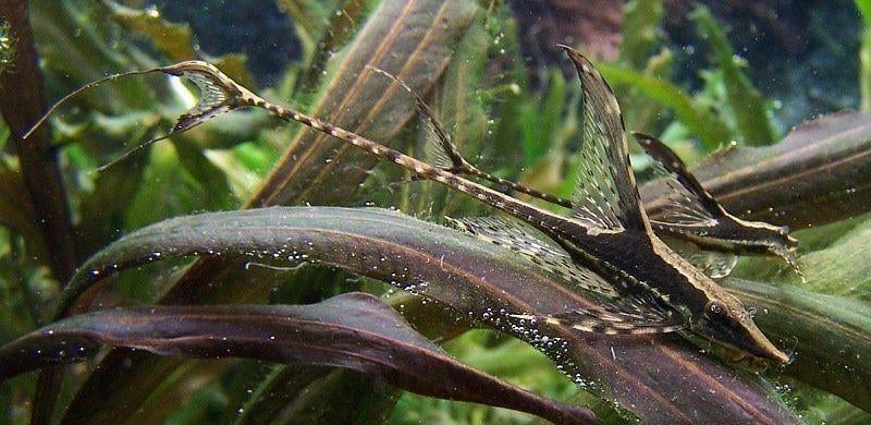 Algeneters/Schoonmakers: Sturisomatichthys panamensis, Vis, Zoetwatervis