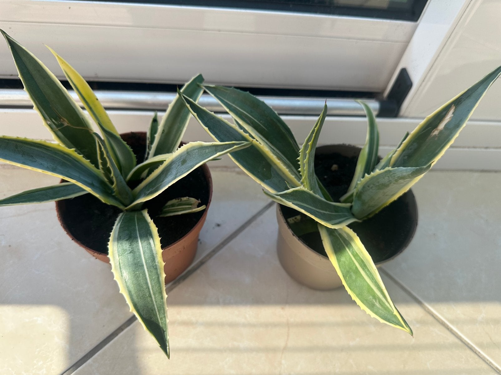 Agave Americana ‘Marginata’ variegata, Volle zon, Vaste plant, Bloeit niet, Ophalen