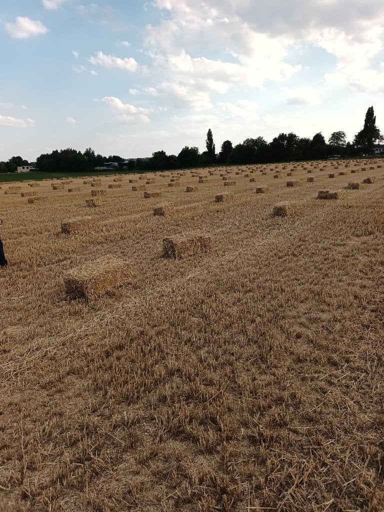 stro, Zakelijke goederen, Landbouw | Veevoer, Ophalen
