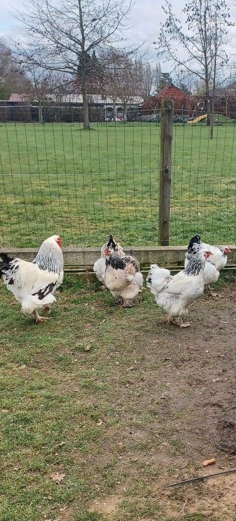Broedeieren van Brahma., Dieren en Toebehoren