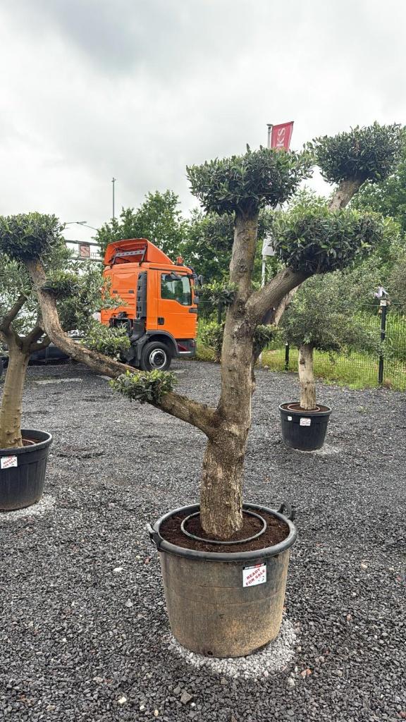 olijfbomen, Tuin en Terras, Planten | Bomen, Lente, 100 tot 250 cm, Olijfboom, Ophalen