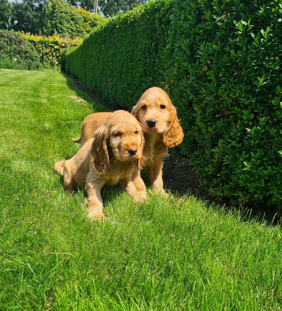 engelse cocker pups, Dieren en Toebehoren, Honden | Retrievers, Spaniëls en Waterhonden, Reu, Spaniël, Fokker | Professioneel