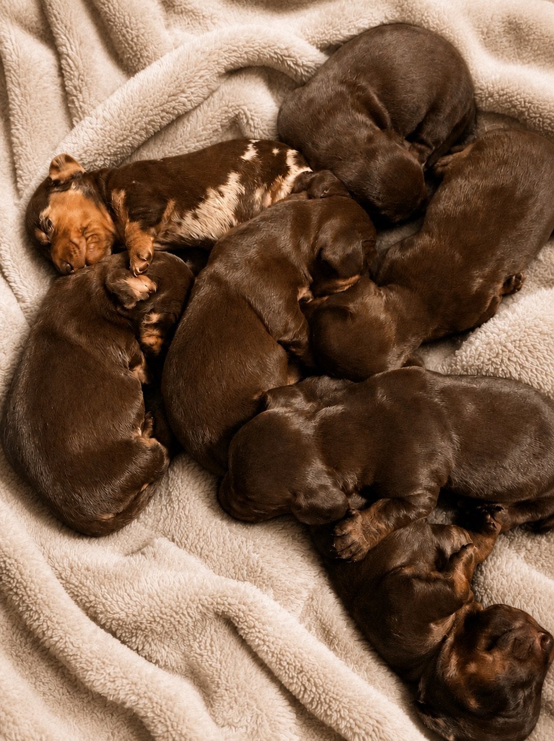 Dwergteckel pups, Animaux & Accessoires, Chiens | Teckels & Bassets, Poils courts, Plusieurs, Nain, Hépatite contagieuse (maladie de Rubarth)