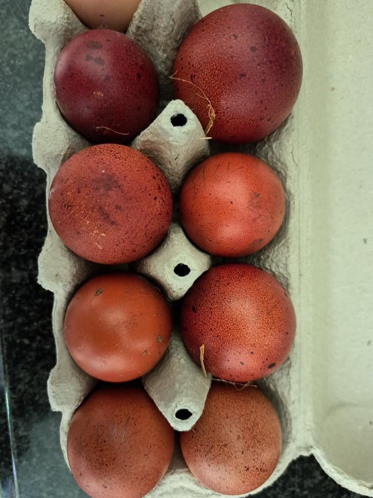 Marans en olijflegger eieren, Ophalen, Broedmachine