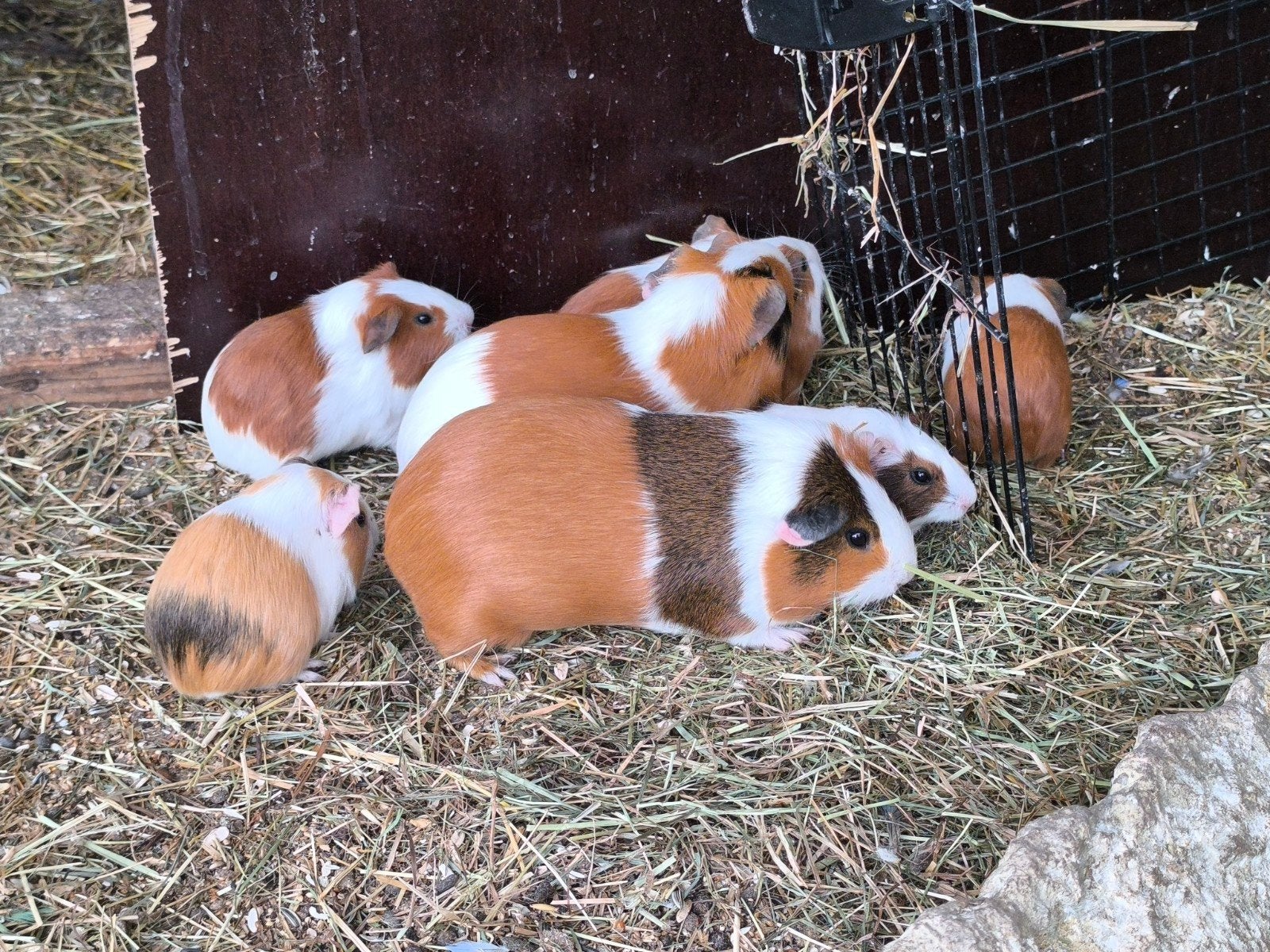 Jonge cavia's, Ophalen, Cavia