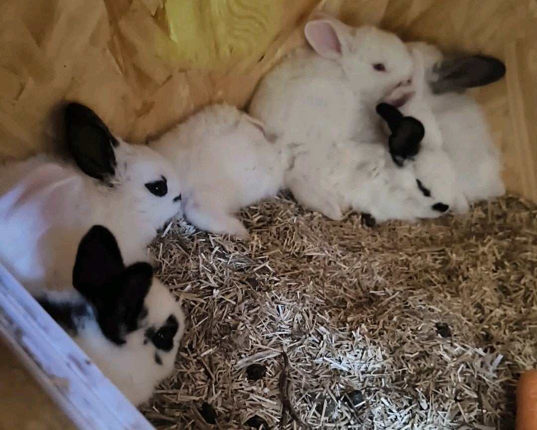 konijntjes te koop, Dieren en Toebehoren, Meerdere dieren, Middelgroot, 0 tot 2 jaar