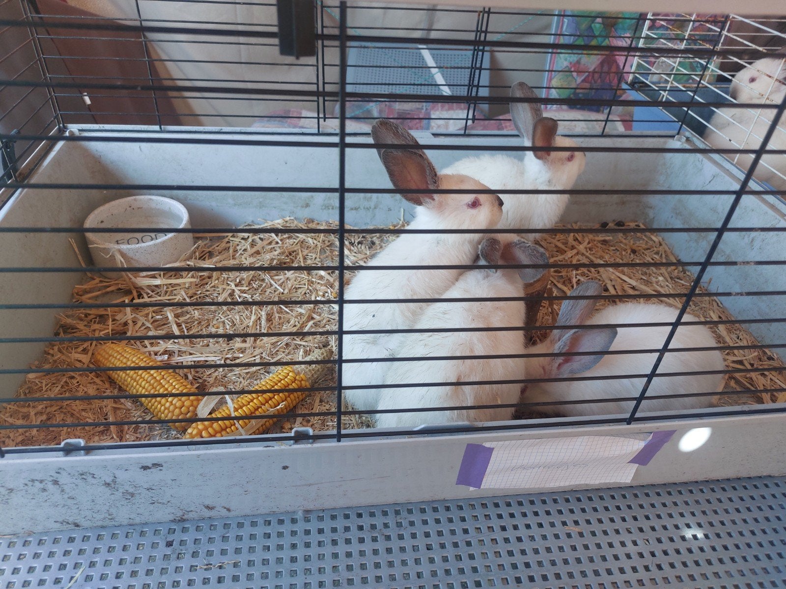 1 californier  konijn ram te koop, Dieren en Toebehoren, Konijnen, Geslacht onbekend