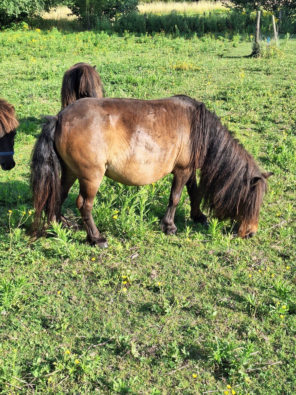 Shetland merrie 78 cm., Dieren en Toebehoren, Merrie
