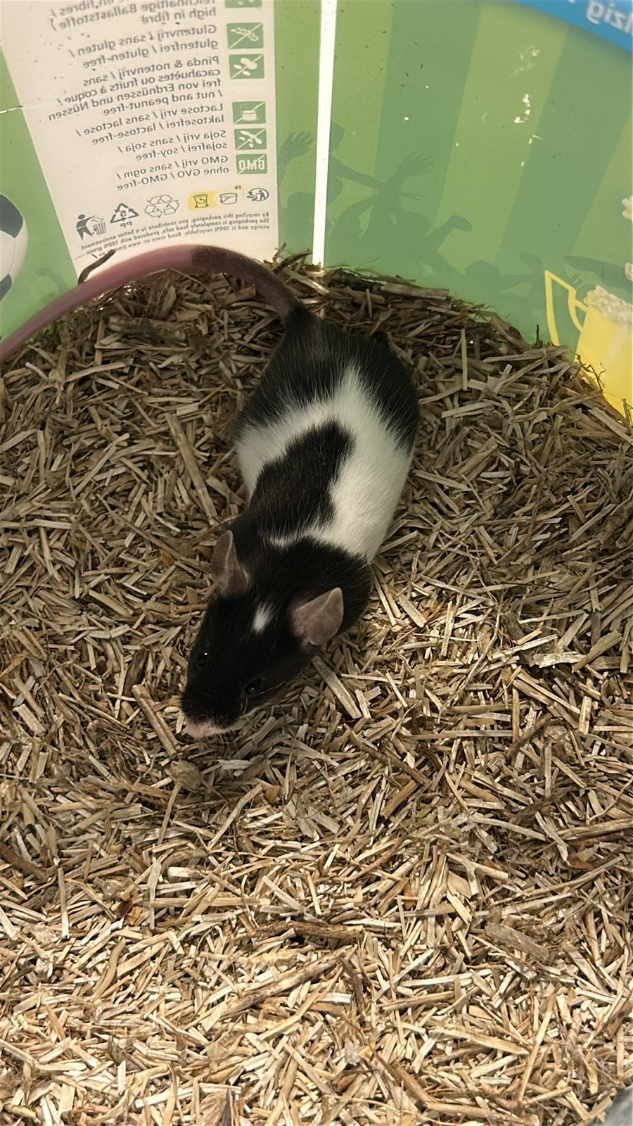 Jong kleurmuisje, Dieren en Toebehoren, Juni, Muis, Mannelijk, Tam