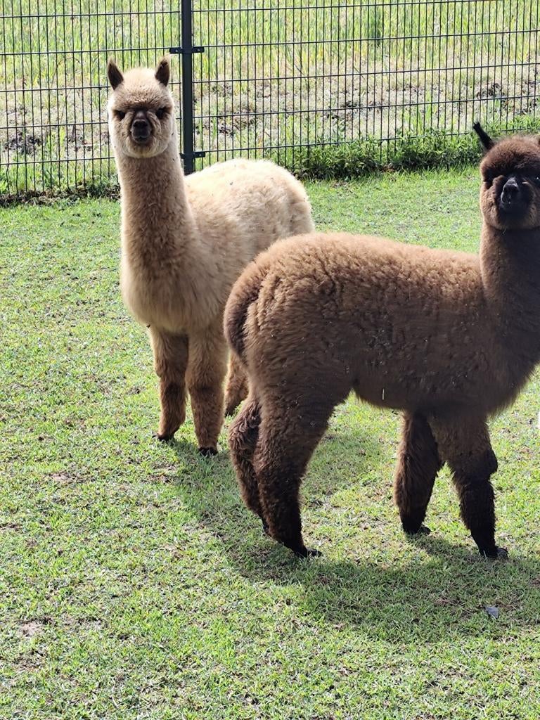 Alpaca hengstjes van 2025, Dieren en Toebehoren, Overige Dieren, Mannelijk, September