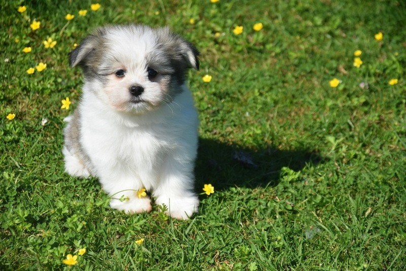 Prachtige Maltipom pupjes, Parvo, België, 8 tot 15 weken, Meerdere