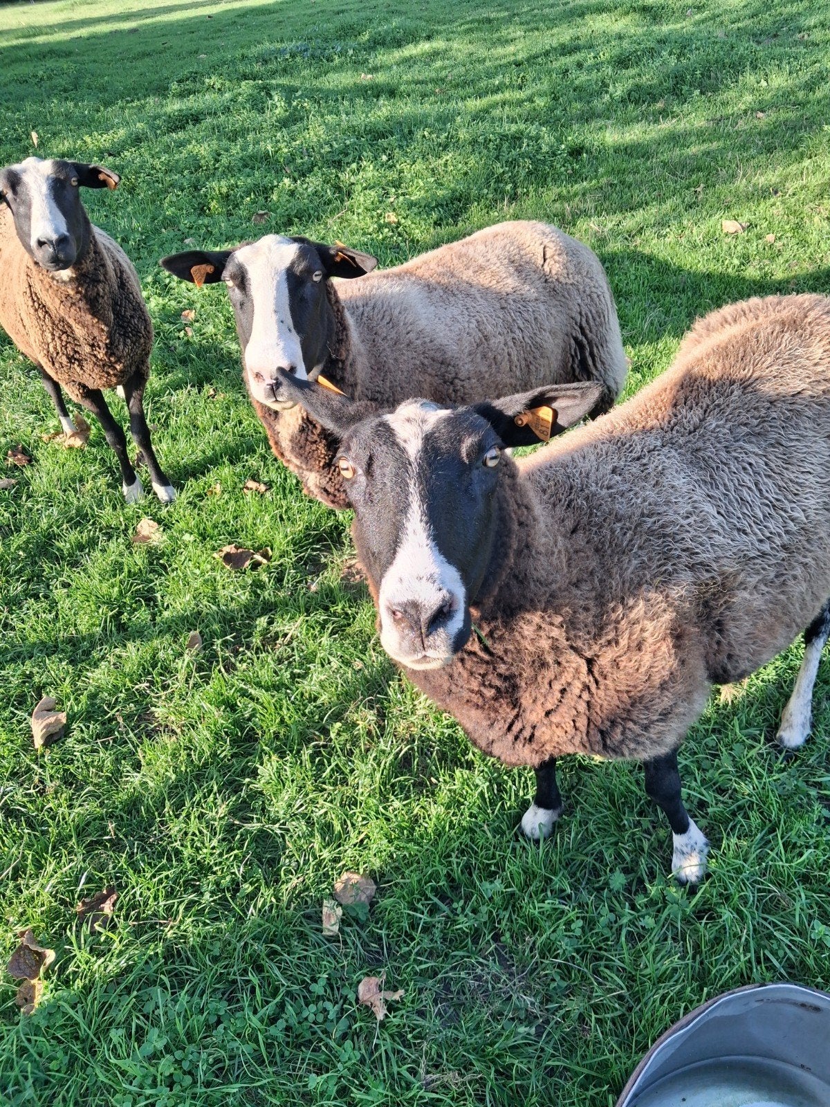 zwartbles moeder en twee jonge ooien