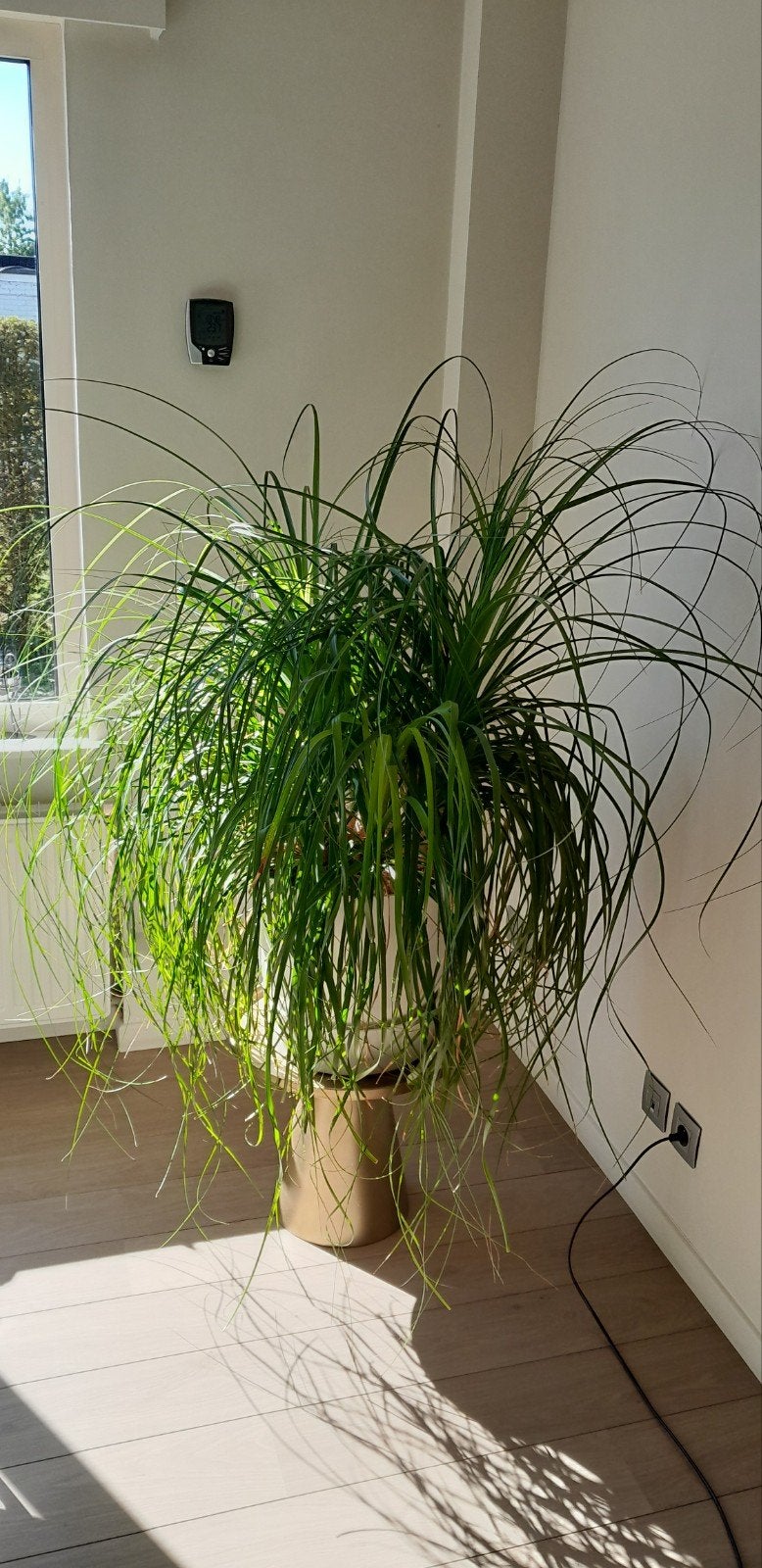 Hele mooie gezonde grote kamerplant in mooi witte pot, Huis en Inrichting, Ophalen