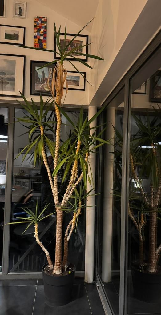 Yucca 2m40 plus pot, Ophalen