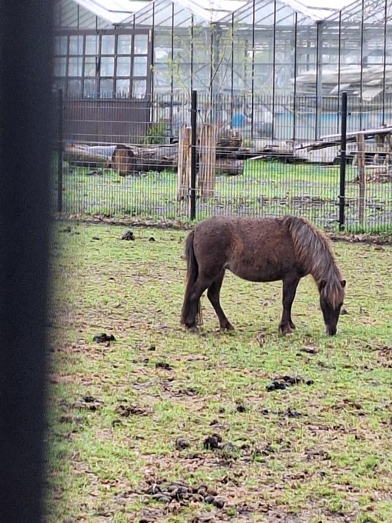4 jarig mini paardje, Dieren en Toebehoren, Pony's, Gechipt